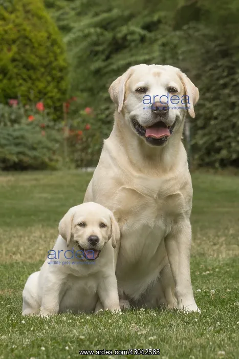  : Yellow Labrador dogs outside