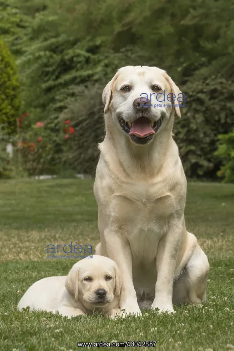  : Yellow Labrador dogs outside