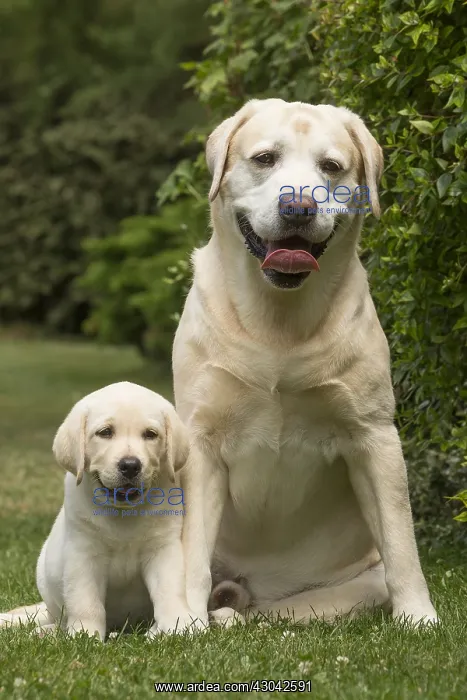 : Yellow Labrador dogs outside