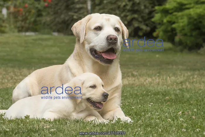  : Yellow Labrador dogs outside