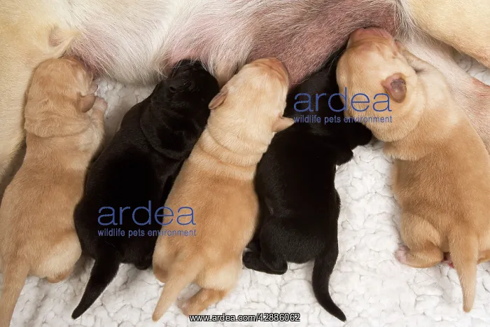 : Yellow Labrador - mother suckling yellow and black puppies : Yellow Labrador - mother suckling yellow and black puppies