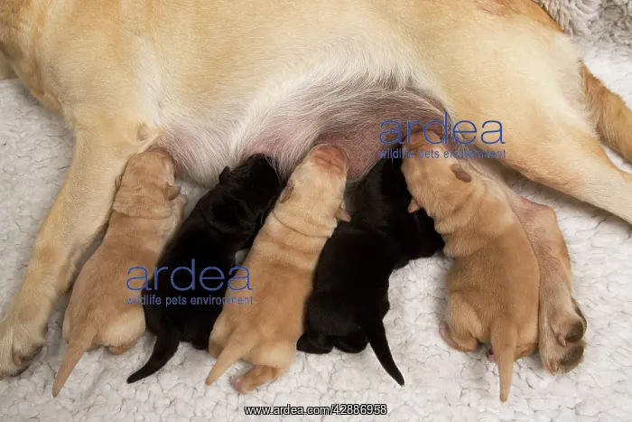 : Yellow Labrador - mother suckling yellow and black puppies : Yellow Labrador - mother suckling yellow and black puppies