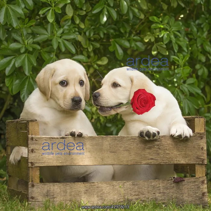 : Yellow Labrador puppies outside : Yellow Labrador puppies outside