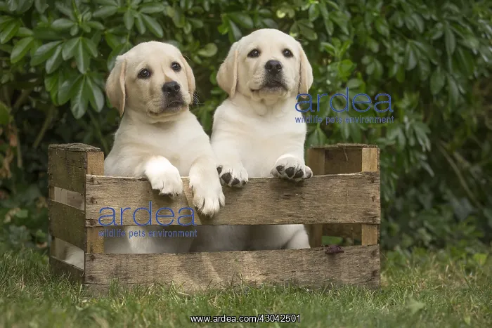 : Yellow Labrador puppies sitting in crate outside : Yellow Labrador puppies sitting in crate outside