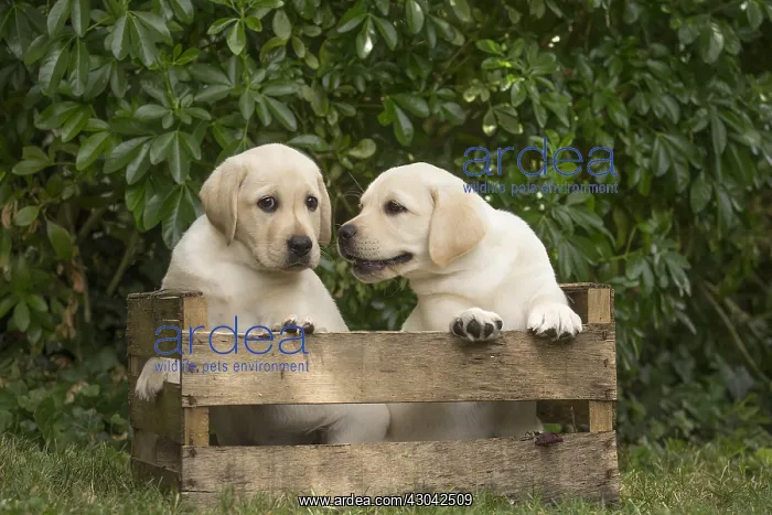 : Yellow Labrador puppies sitting in crate outside : Yellow Labrador puppies sitting in crate outside