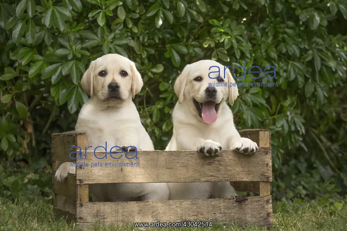 : Yellow Labrador puppies sitting in crate outside : Yellow Labrador puppies sitting in crate outside