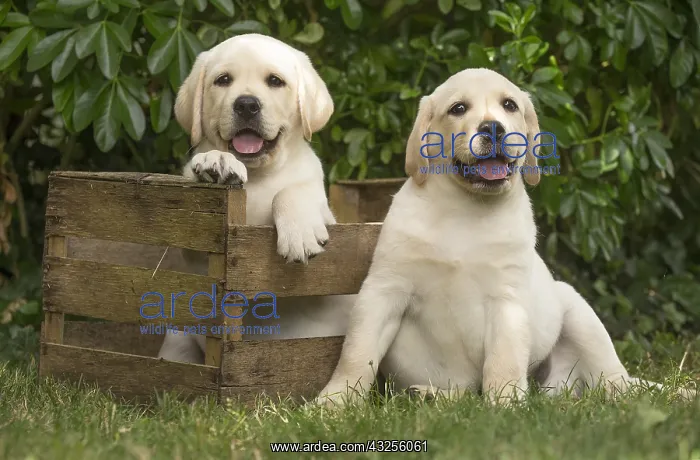 : Yellow Labrador puppies sitting in crate outside : Yellow Labrador puppies sitting in crate outside