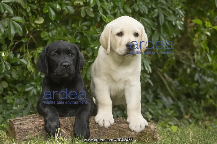 : Yellow Labrador puppy and Black Labrador puppy : Yellow Labrador puppy and Black Labrador puppy