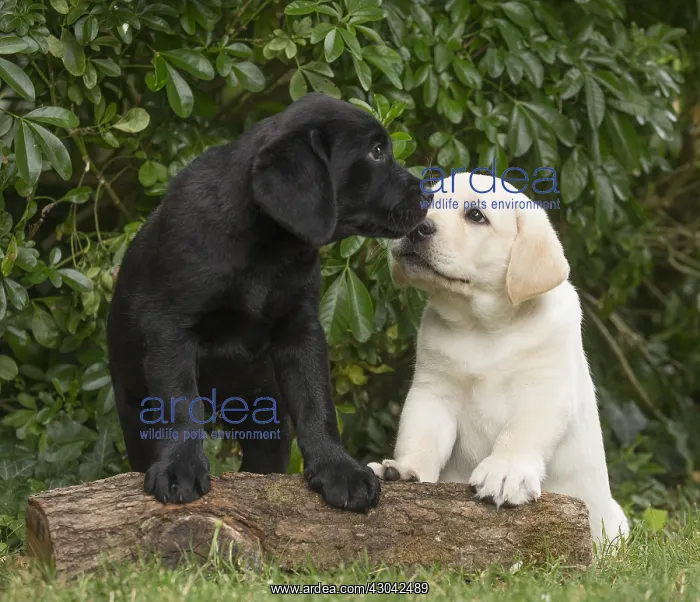 : Yellow Labrador puppy and Black Labrador puppy : Yellow Labrador puppy and Black Labrador puppy