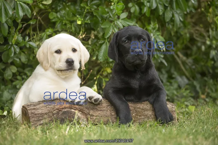 : Yellow Labrador puppy and Black Labrador puppy : Yellow Labrador puppy and Black Labrador puppy