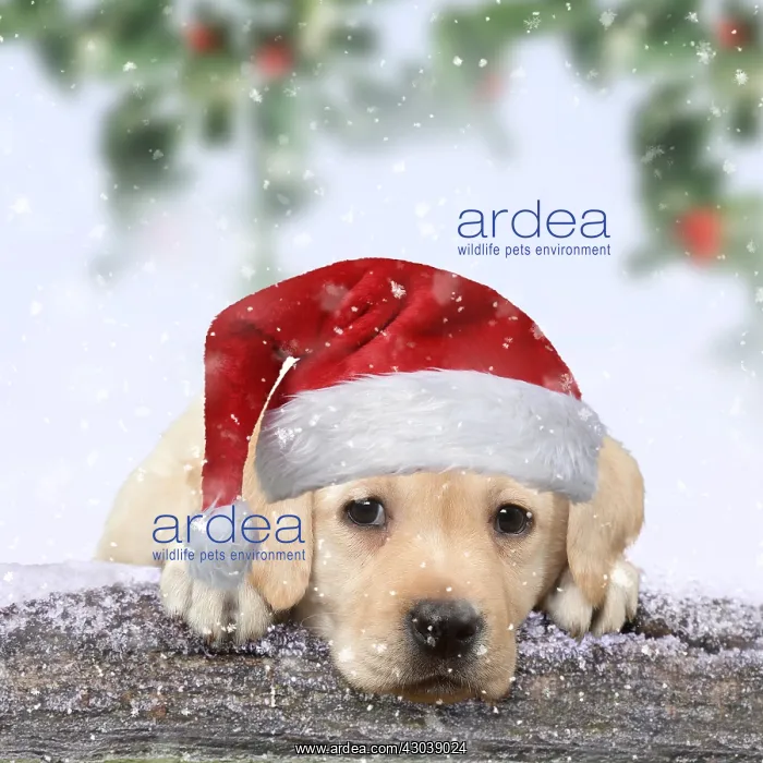 : Yellow Labrador puppy leaning on snow civered : Yellow Labrador puppy leaning on snow civered
