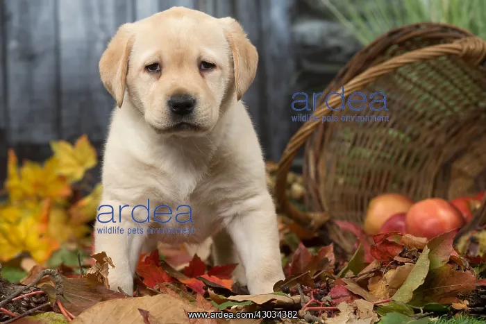  : Yellow Labrador puppy outdoors in autumn