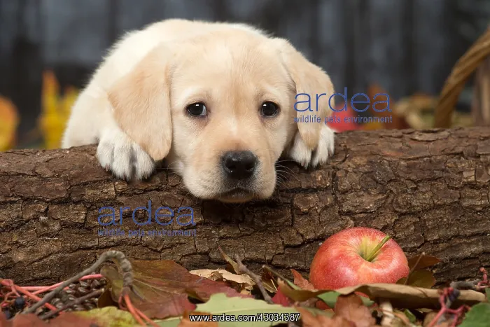  : Yellow Labrador puppy outdoors in autumn