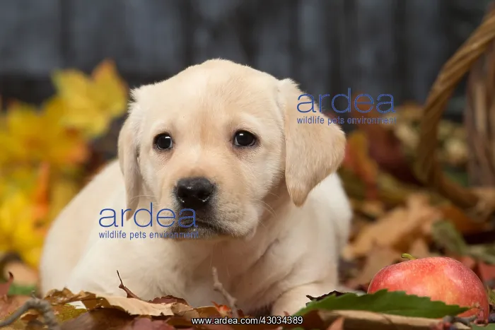  : Yellow Labrador puppy outdoors in autumn