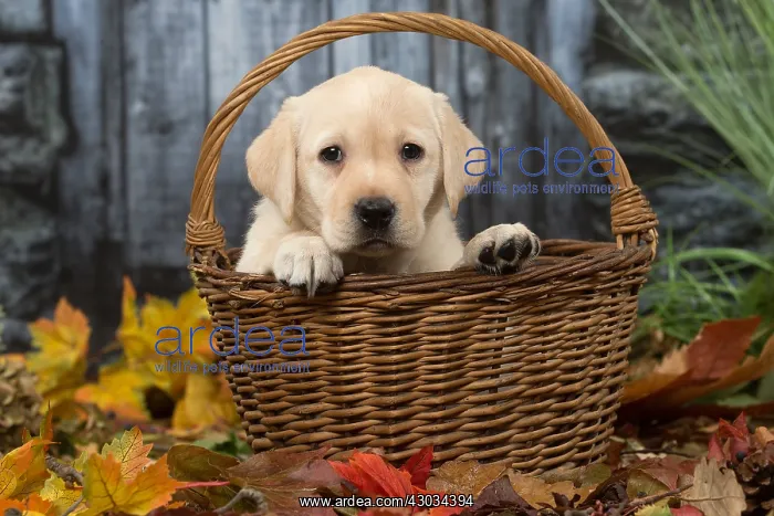 : Yellow Labrador puppy outdoors in autumn