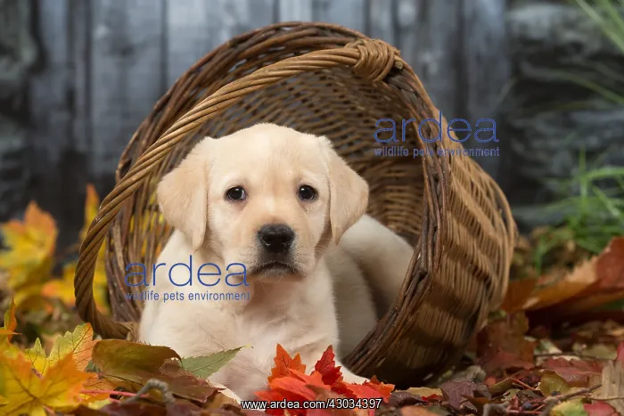  : Yellow Labrador puppy outdoors in autumn