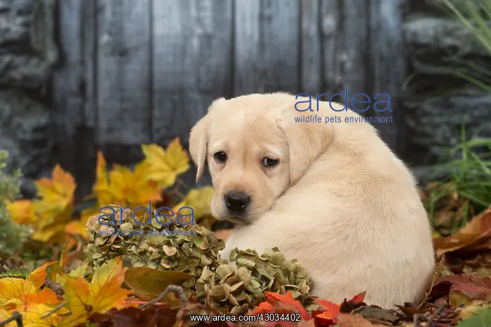  : Yellow Labrador puppy outdoors in autumn