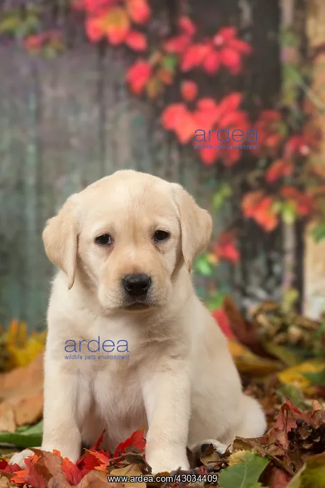  : Yellow Labrador puppy outdoors in autumn
