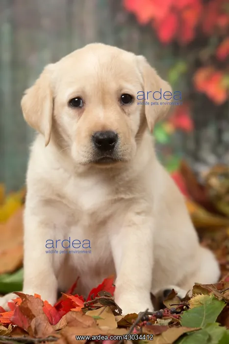  : Yellow Labrador puppy outdoors in autumn