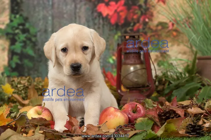  : Yellow Labrador puppy outdoors in autumn
