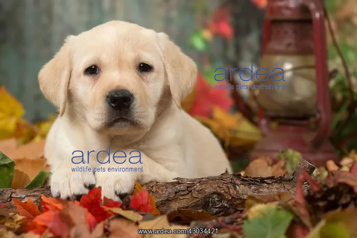  : Yellow Labrador puppy outdoors in autumn