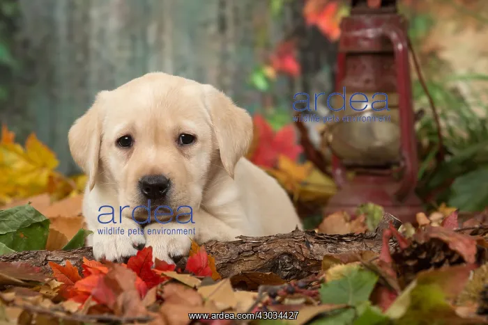  : Yellow Labrador puppy outdoors in autumn