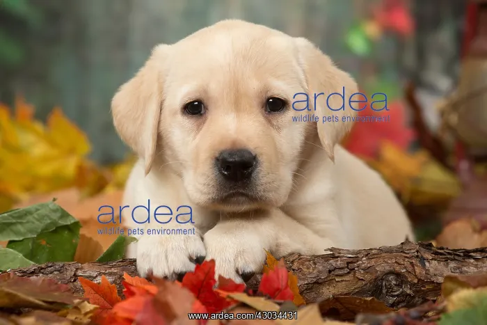  : Yellow Labrador puppy outdoors in autumn