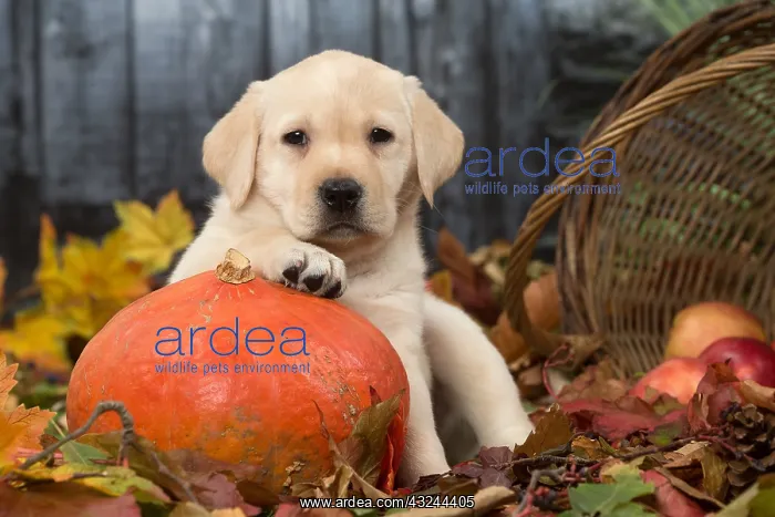 : Yellow Labrador puppy outdoors in autumn : Yellow Labrador puppy outdoors in autumn