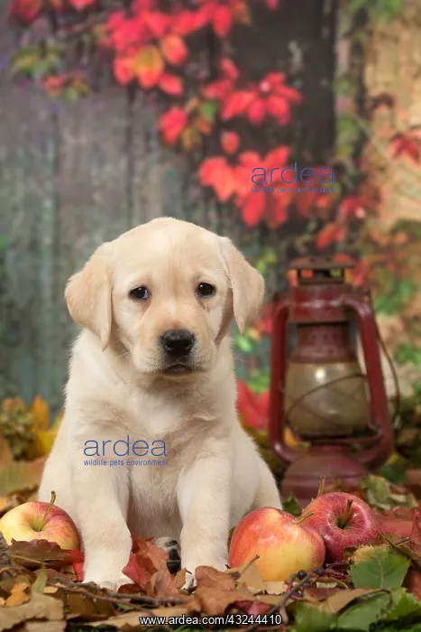  : Yellow Labrador puppy outdoors in autumn