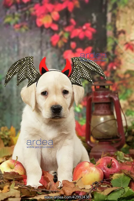: Yellow Labrador puppy outdoors in autumn wearing : Yellow Labrador puppy outdoors in autumn wearing