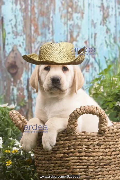 : Yellow Labrador puppy outdoors in the garden wearing sun hat : Yellow Labrador puppy outdoors in the garden wearing sun hat