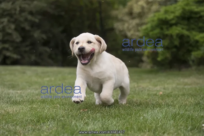  : Yellow Labrador puppy outside