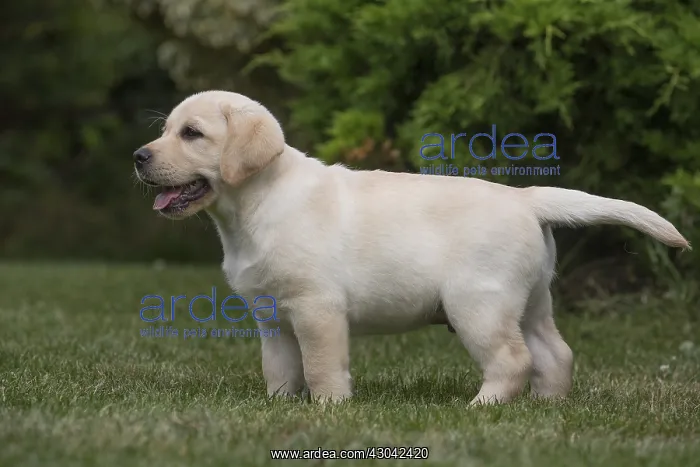  : Yellow Labrador puppy outside