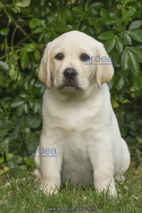  : Yellow Labrador puppy outside