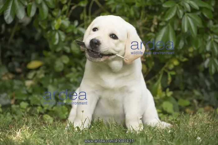  : Yellow Labrador puppy outside