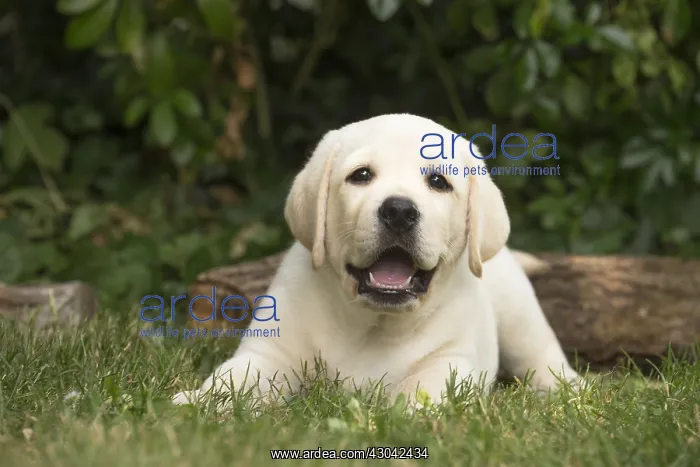  : Yellow Labrador puppy outside