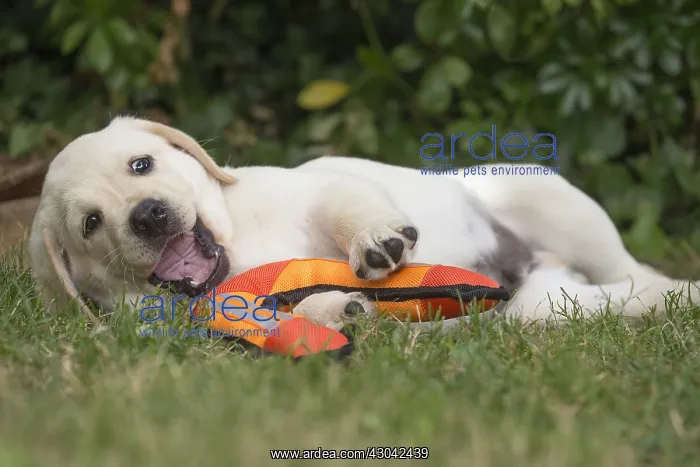  : Yellow Labrador puppy outside