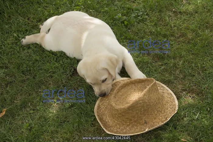  : Yellow Labrador puppy outside