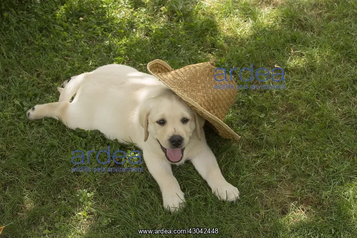  : Yellow Labrador puppy outside