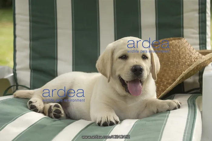  : Yellow Labrador puppy outside