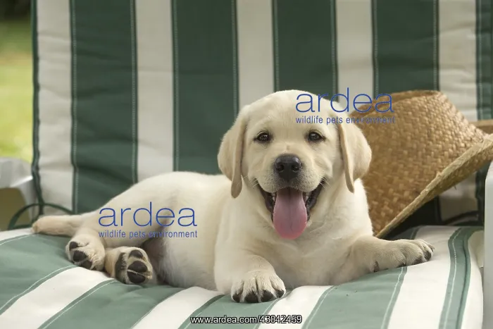  : Yellow Labrador puppy outside