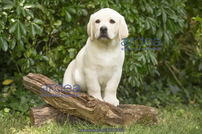  : Yellow Labrador puppy outside