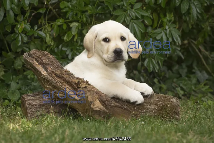  : Yellow Labrador puppy outside