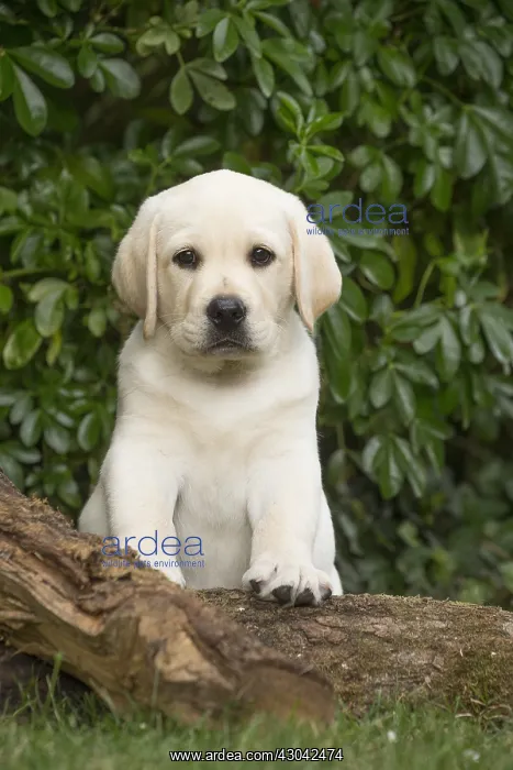  : Yellow Labrador puppy outside