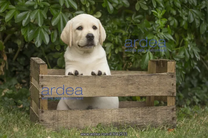  : Yellow Labrador puppy outside