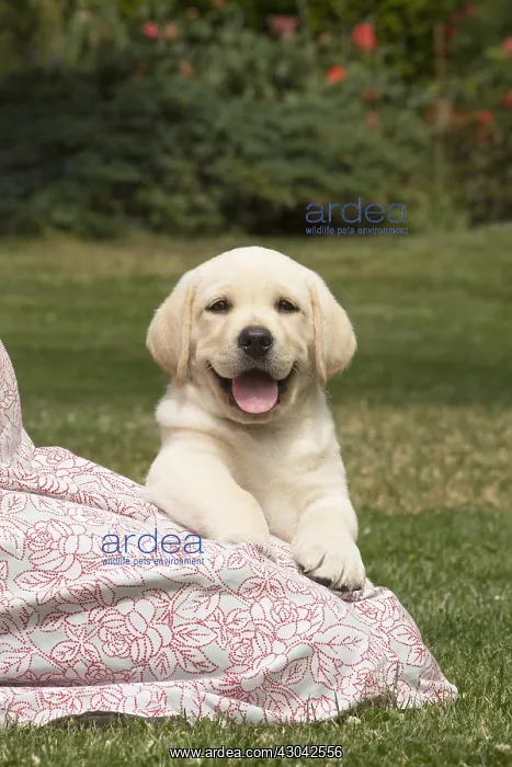 : Yellow Labrador puppy outside