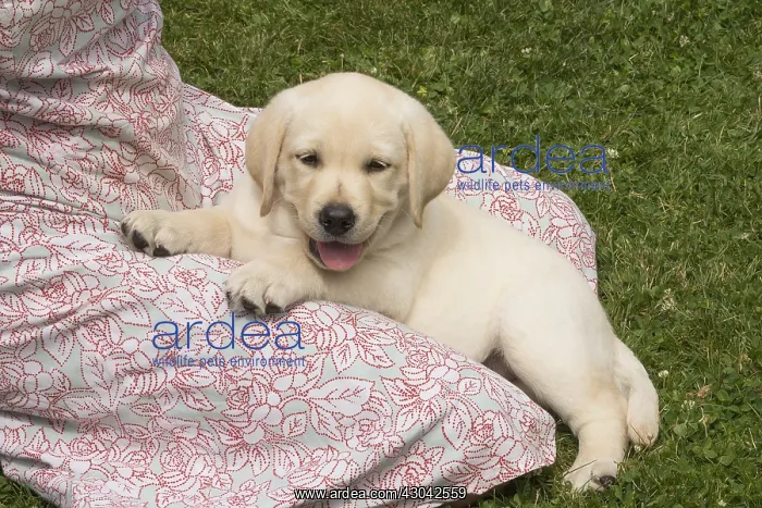  : Yellow Labrador puppy outside