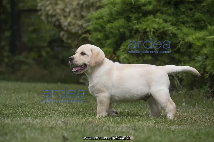  : Yellow Labrador puppy outside