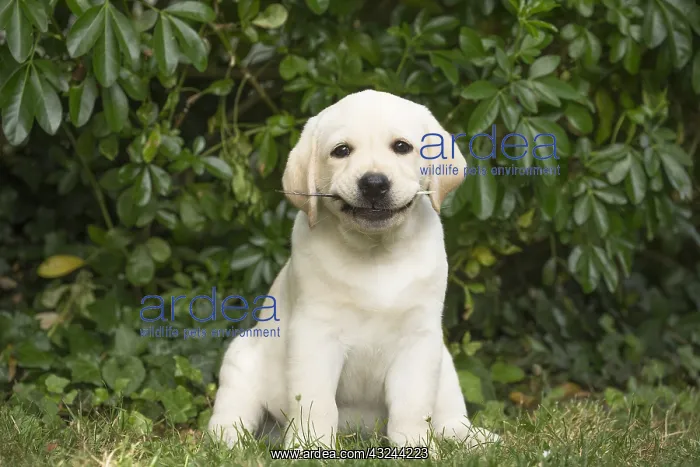  : Yellow Labrador puppy outside