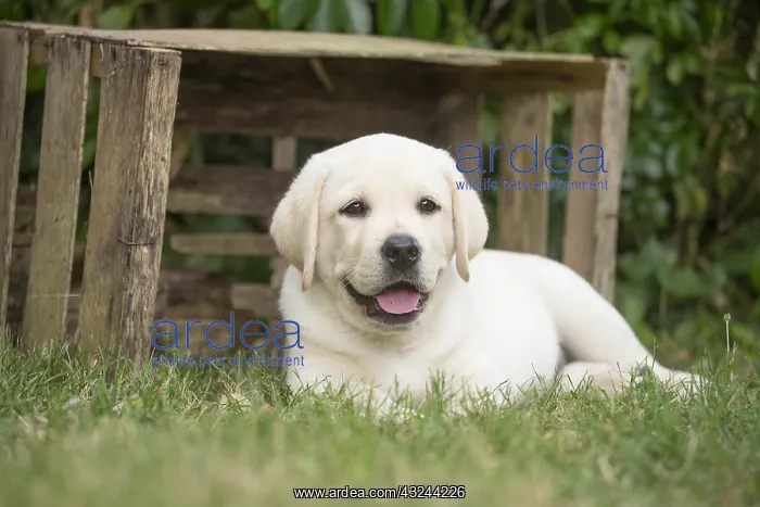  : Yellow Labrador puppy outside